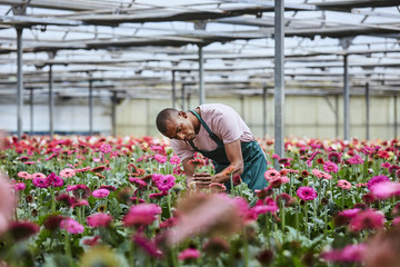 Florist Examining Pink Gerbera Daisies In Greenhouse
