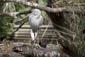 A yellow spoonbill