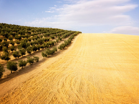 Aerial view of olive trees, Andalusia