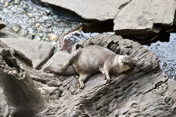 oriental otters