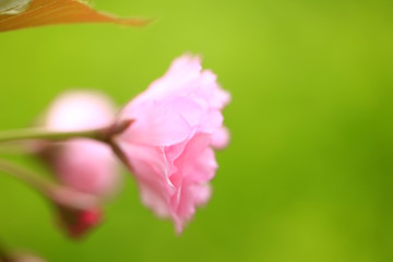 The cherry blossom