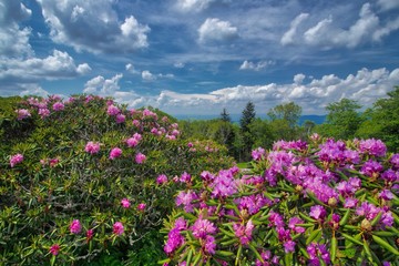 Obraz premium Craggy Gardens Rhododendron bloom on the Blue Ridge Parkway