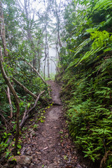 Hiking trail in Cockscomb Basin Wildlife Sanctuary, Belize.