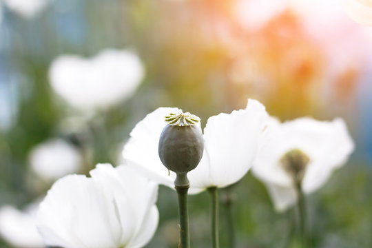 Valuable Opium Flower And Poppy Seeds