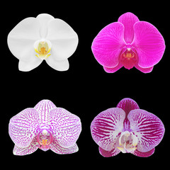Collection of orchid isolated on black background