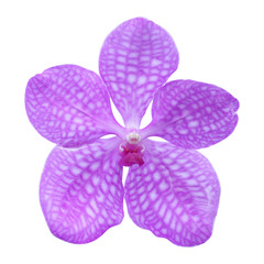 Purple orchid flower isolated on white background