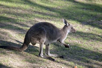 western grey kangaroo