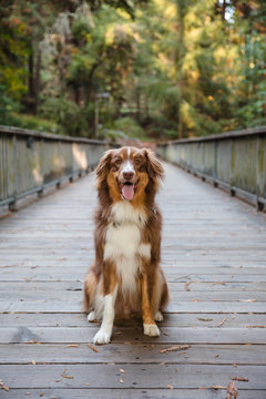 Portrait of an adorable Australian Shepherd