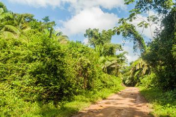 Fototapeta na wymiar Muddy road in a jungle leading to Cockscomb Basin Wildlife Sanctuary, Belize