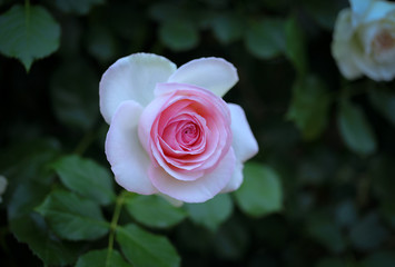 beautiful white rose on bouquet.