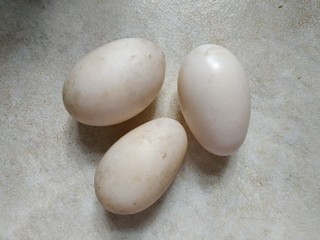 Fototapeta na wymiar Duck eggs