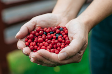 handful of lingonberries