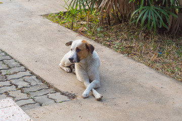 The dog sat at the boss command. To wait between the boss to talk to colleagues