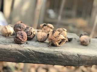 Fall