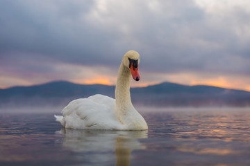 Obraz na płótnie Canvas White Swan at Lake Yamanaka with Mt. Fuji background