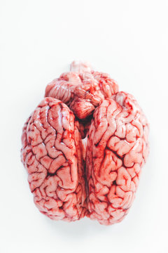 Close up of a brain