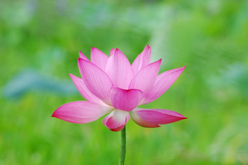 blooming lotus flower in summer pond with green leaves as background