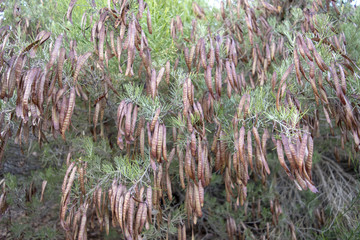 Green Bush with Brown Seeds Ready for the Seasons