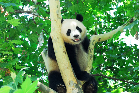 Fototapeta young panda climbing up and playing on the tree