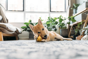Portrait of petting dog in living room
