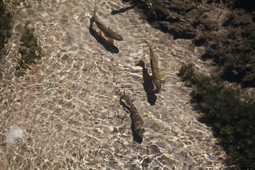 trout in stream