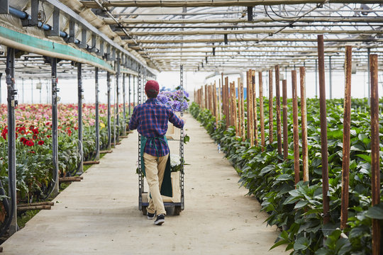Rear View Of Florist Pushing Trolley On Aisle In Greenhouse