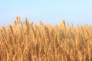 Fototapeta premium wheat mature
