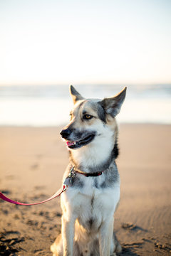 Mixed Breed Dog Sitting and Smiling on Beach