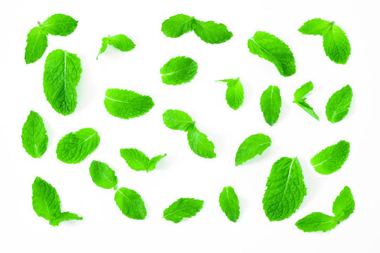 Fresh spearmint leaves isolated on the white background. close up beautiful mint, peppermint.