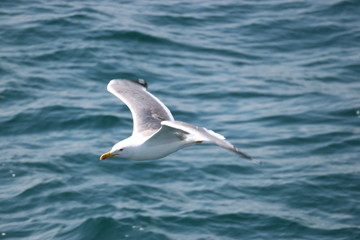 Seagull over the Mediterranean sea closeup