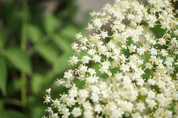 Black Elderberries flowers close