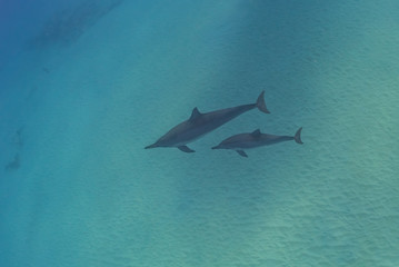 Mother and baby dolphin