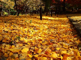 autmun landscape japan