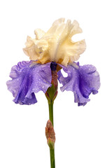 Fleur d& 39 iris bleu et jaune humide isolé sur fond blanc