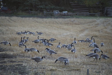 Obraz premium Field Of Geese, Edmonton, Alberta