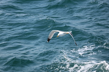 Naklejka premium Seagull over the Mediterranean sea