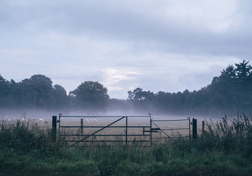 Field gate, grazing sheep and rising fog at dusk. Norfolk, UK.