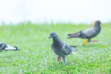 pigeons are walking on the lawn.