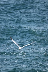 Fototapeta na wymiar Seagull over the Mediterranean sea