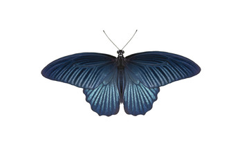 Naklejka premium The great mormon isolated on white background, beautiful blue butterfly