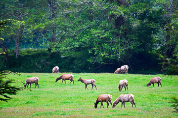 Obraz na płótnie Canvas Elk Grazing in Field