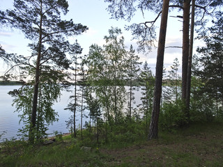 Fototapeta premium Summer landscape: evening in the forest by the lake