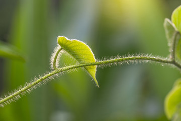 Fototapeta premium Leaves of trees reptiles with beautiful morning light.