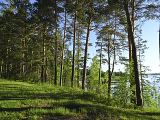 Obraz premium Summer landscape: sunny morning forest on the shore of the lake