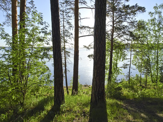 Summer landscape: Sunny morning on the shore of a forest lake