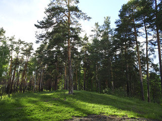 Obraz premium Summer landscape: early morning in the forest