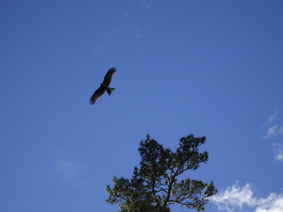 an eagle soars in the sky