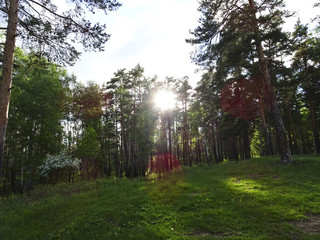 Summer landscape: sunset in a pine forest