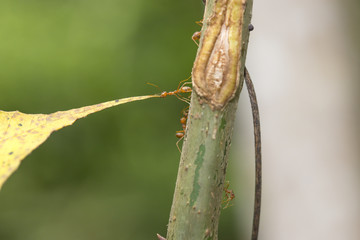 The attempt of the ants are building nests out of leaves green.
