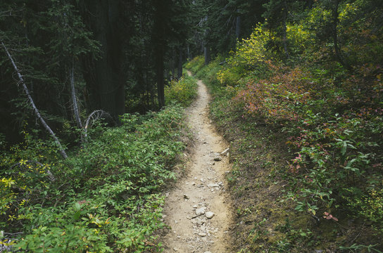 Hiking trail through autumn forest, North Cascades, Washington